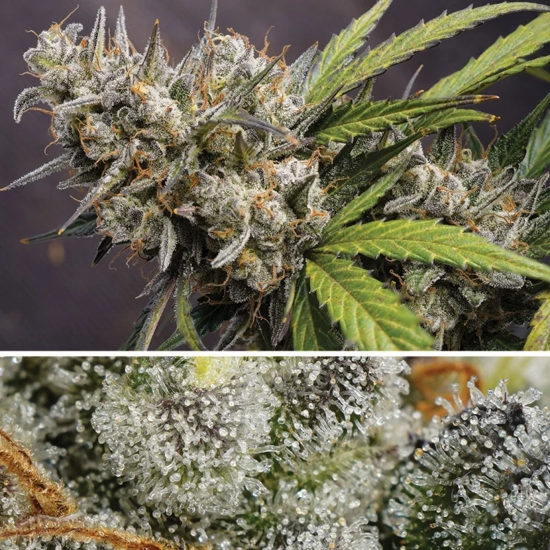 Dutch Passion - Auto Melonade Runtz (fem.)