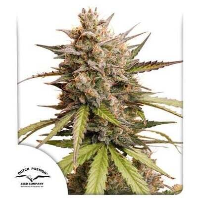 Dutch Passion - Auto Melonade Runtz (fem.) 09514
