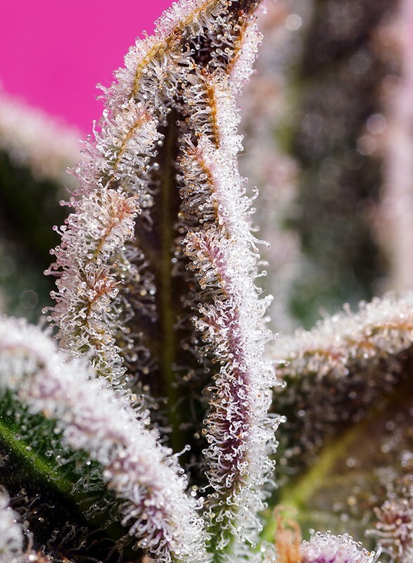 Sweet Seeds - Jealousy Z XL Auto (auto/fem.)