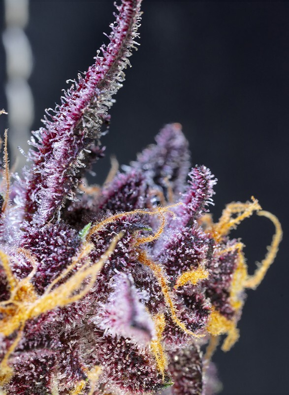 Sweet Seeds - Diablo Rojo XL Auto (auto/fem.)