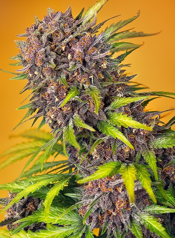 Sweet Seeds - Diablo Rojo XL Auto (auto/fem.)