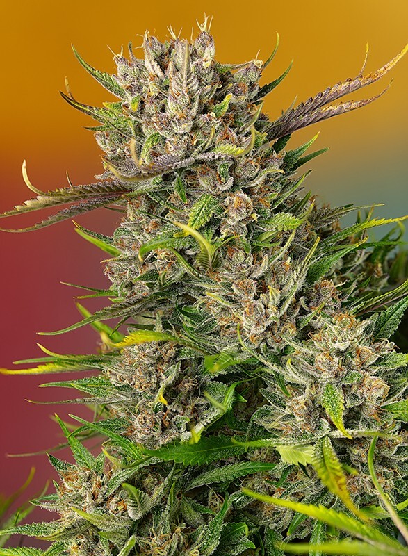 Sweet Seeds - Papaya Zoap Auto (auto/fem.)