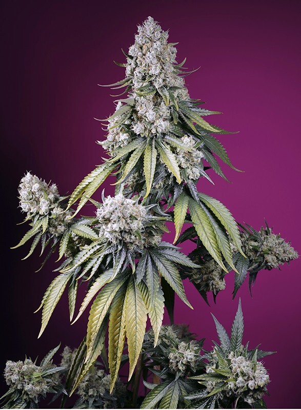 Sweet Seeds - Jealousy Z XL Auto (auto/fem.)