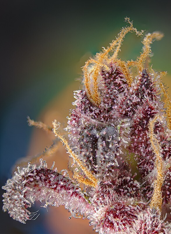 Sweet Seeds - Black Muffin F1 Fast Version (fem.)