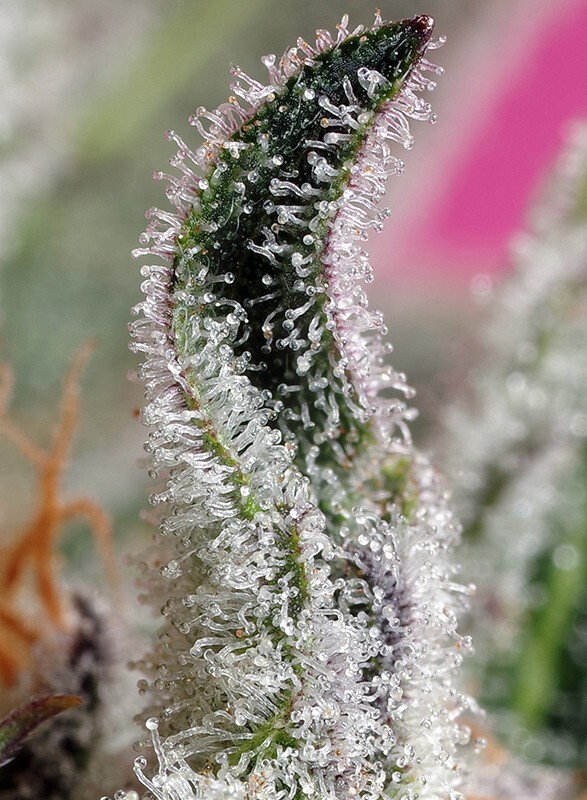 Sweet Seeds - Papaya Zoap Auto (auto/fem.)
