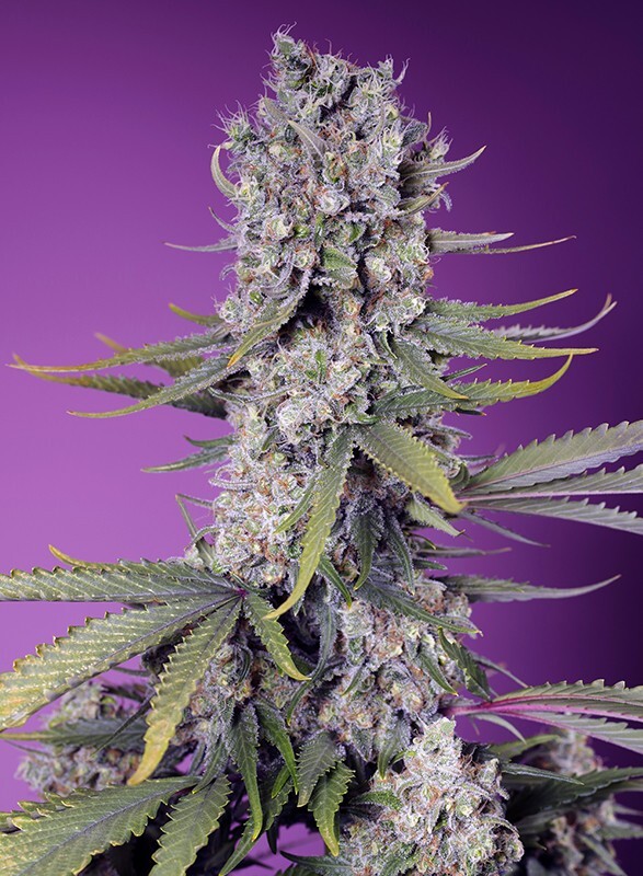 Sweet Seeds - Papaya Zoap F1 Fast Version (fem.)