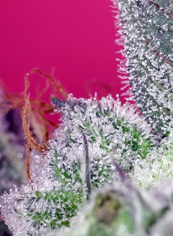 Sweet Seeds - Papaya Zoap F1 Fast Version (fem.)