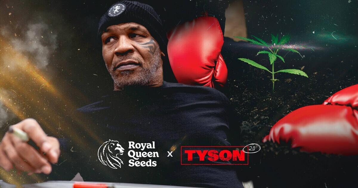 Mike Tyson vs Royal Queen Seeds collab