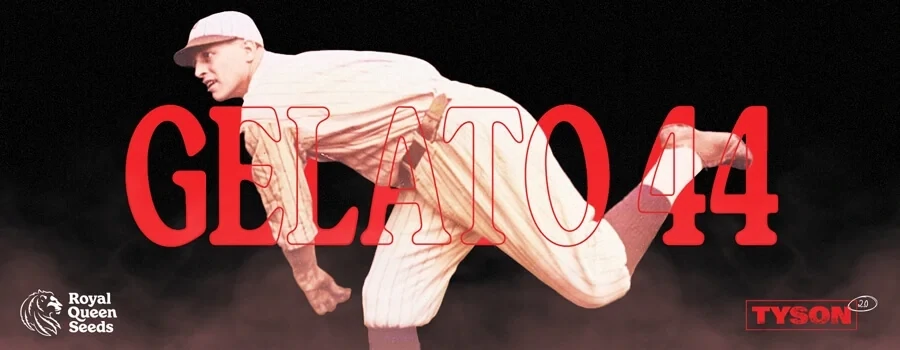 Mike Tyson vs Royal Queen Seeds - Gelato 44 (fem.) Mike Tyson vs Royal Queen Seeds - Gelato 44 (fem.)
