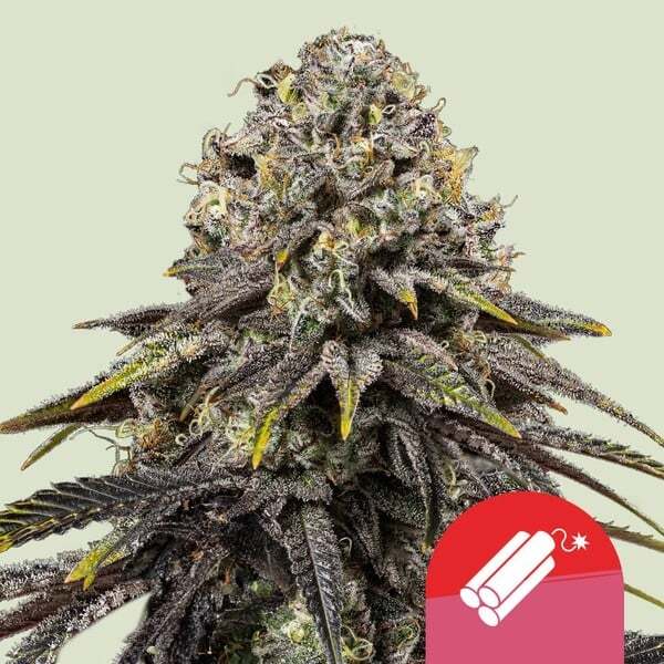 Mike Tyson vs Royal Queen Seeds - Dynamite Diesel (fem.)