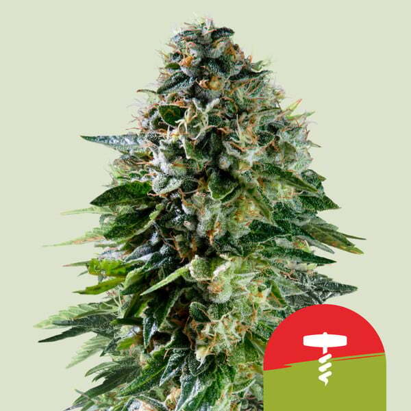 Mike Tyson vs Royal Queen Seeds - Corkscrew Auto (auto/fem.)