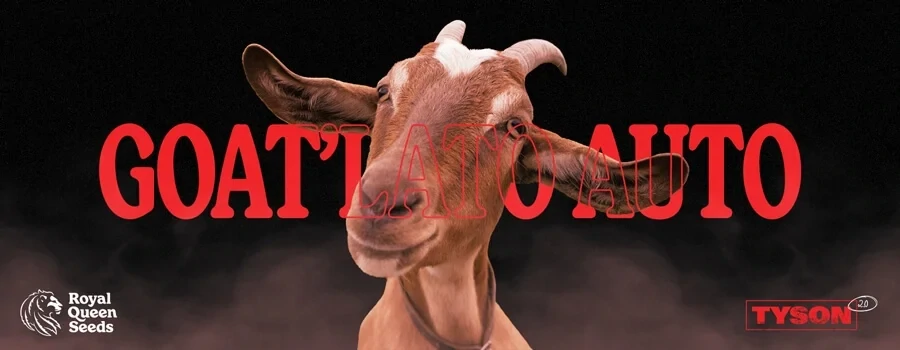 Mike Tyson vs Royal Queen Seeds - GOAT'lato Auto (auto/fem.)