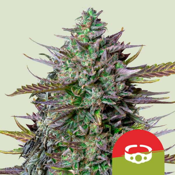 Mike Tyson vs Royal Queen Seeds - GOAT'lato Auto (auto/fem.)