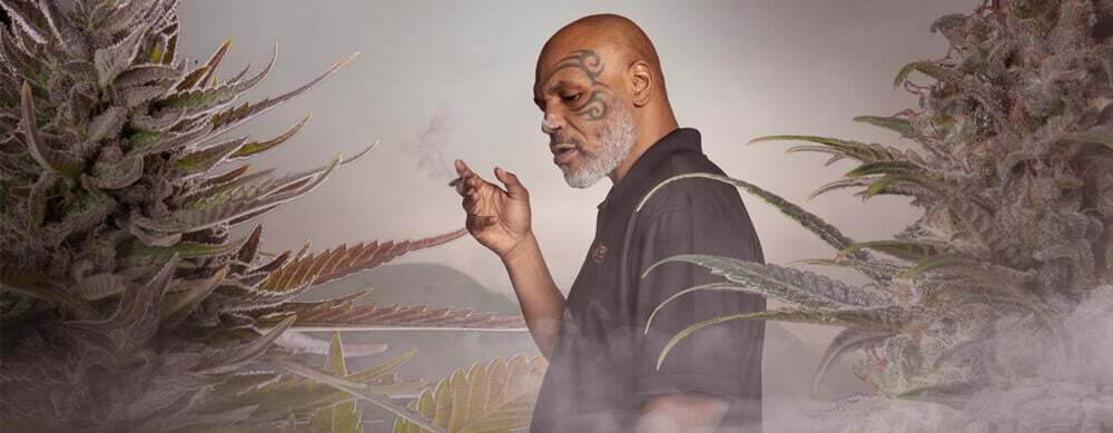 Mike Tyson vs Royal Queen Seeds - Gelato 44 (fem.) Mike Tyson vs Royal Queen Seeds - Gelato 44 (fem.)