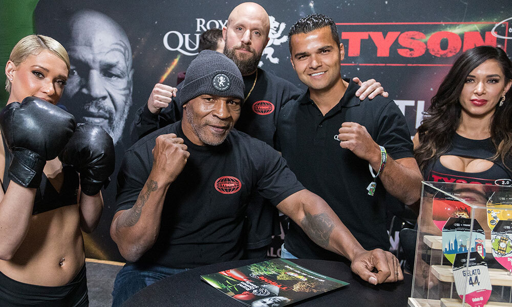 Mike Tyson vs Royal Queen Seeds - Gelato 44 (fem.) Mike Tyson vs Royal Queen Seeds - Gelato 44 (fem.)