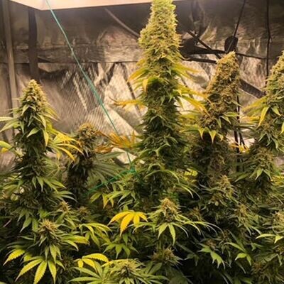 GG Genetics - Zlue (fem.) 09534