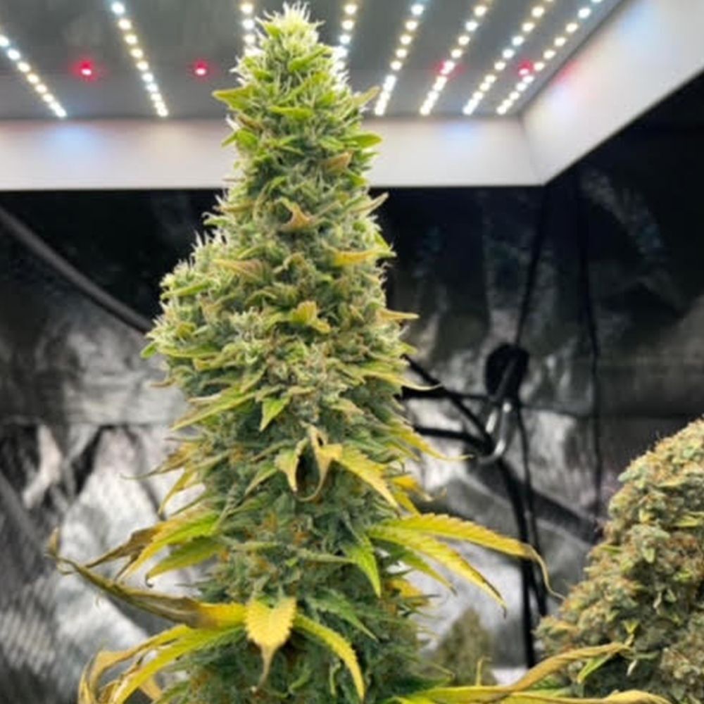 GG Genetics - Zlue (fem.)