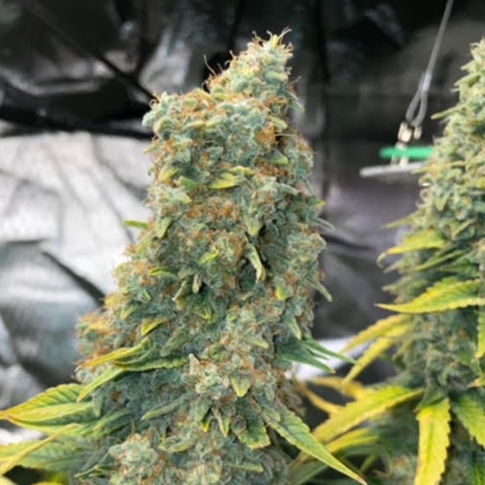 GG Genetics - Zlue (fem.)