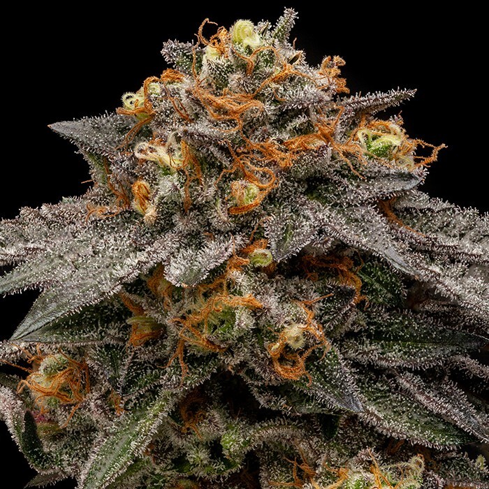 Ripper Seeds - Shimo (fem.)