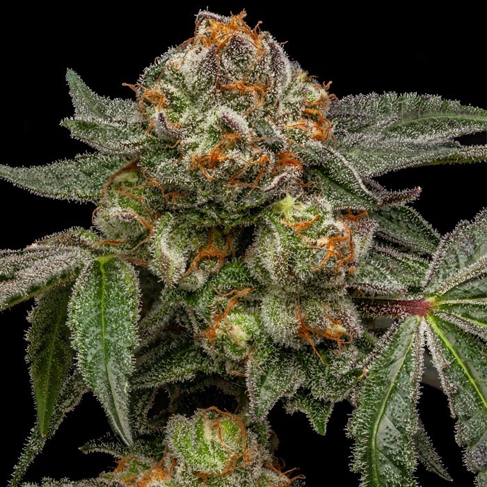 Ripper Seeds - Zake (fem.)