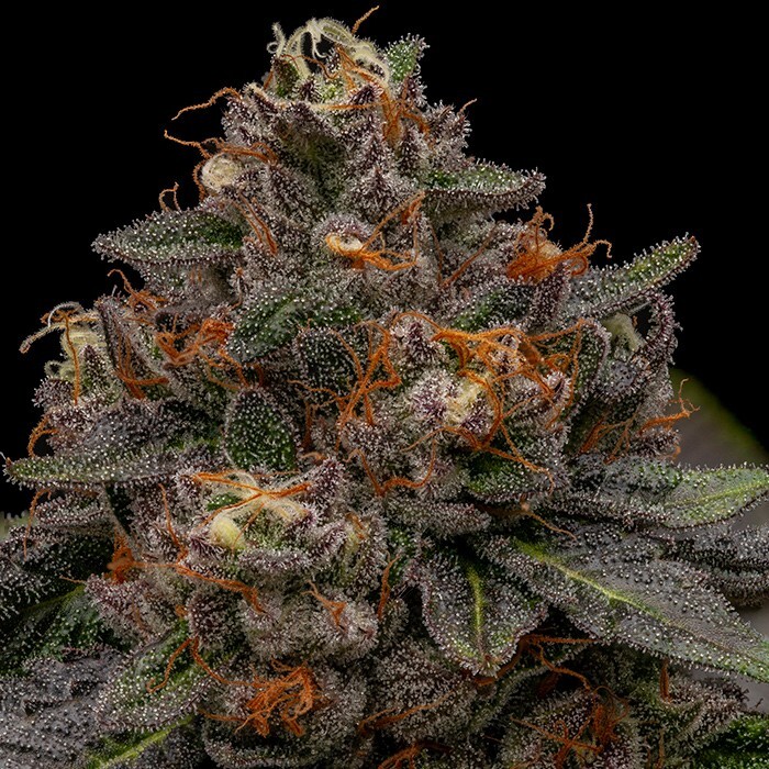 Ripper Seeds - Korenji (fem.)
