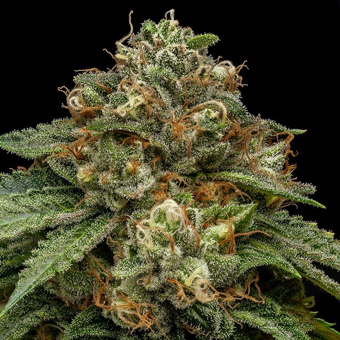 Ripper Seeds - Kroma (fem.)