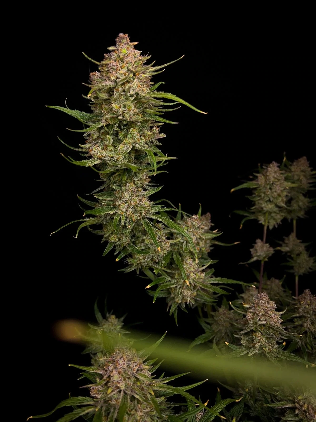 FastBuds - Guava Auto (auto/fem.)