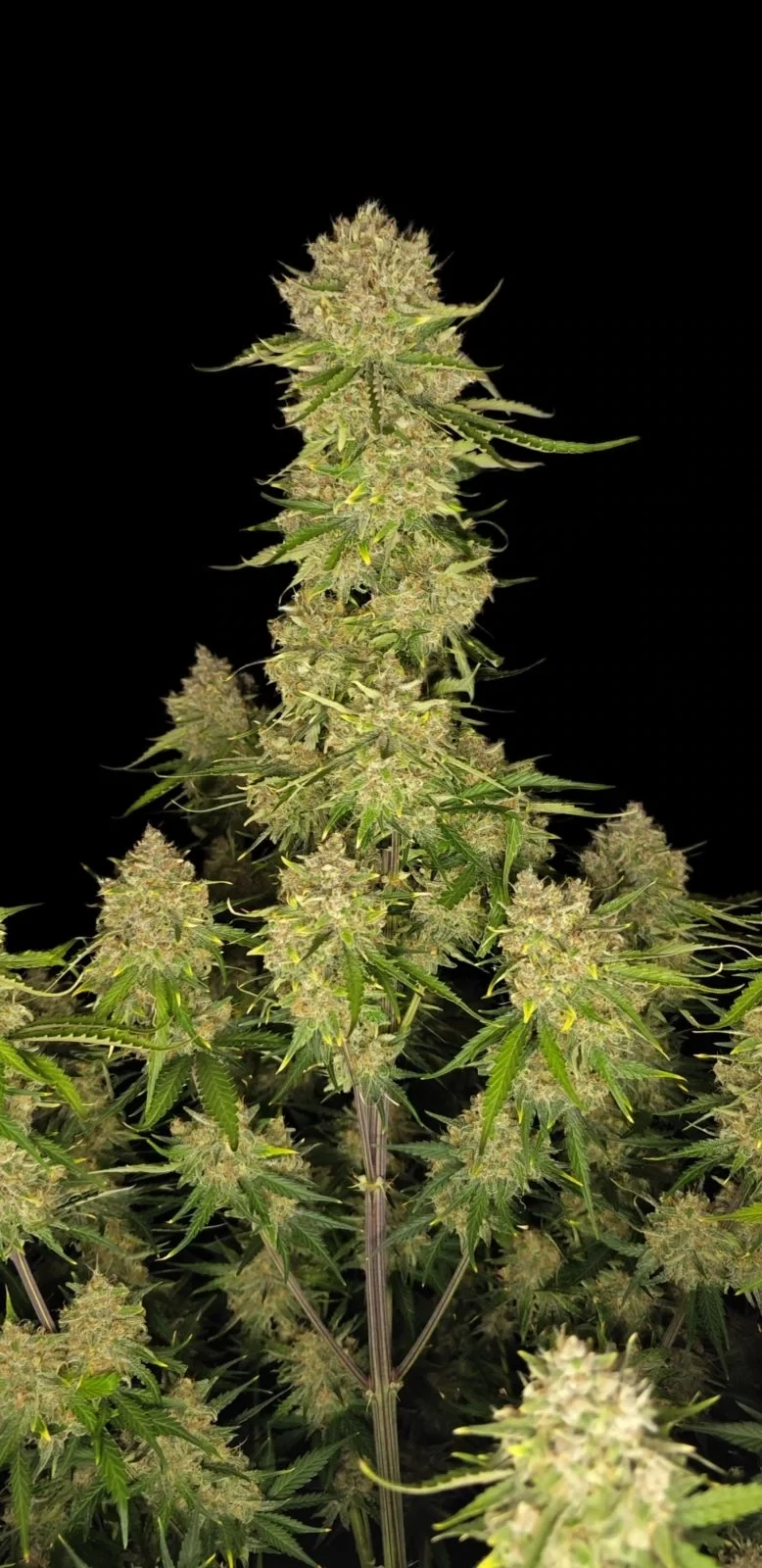 FastBuds - Guava Auto (auto/fem.)
