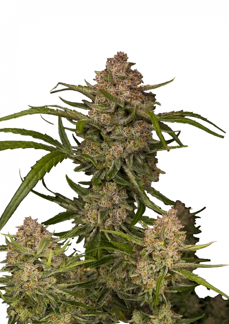 FastBuds - Guava Auto (auto/fem.)