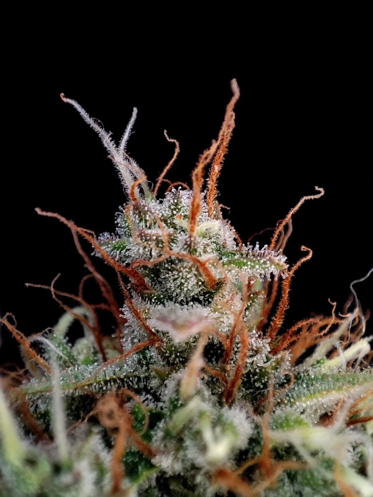 FastBuds - Guava Auto (auto/fem.)