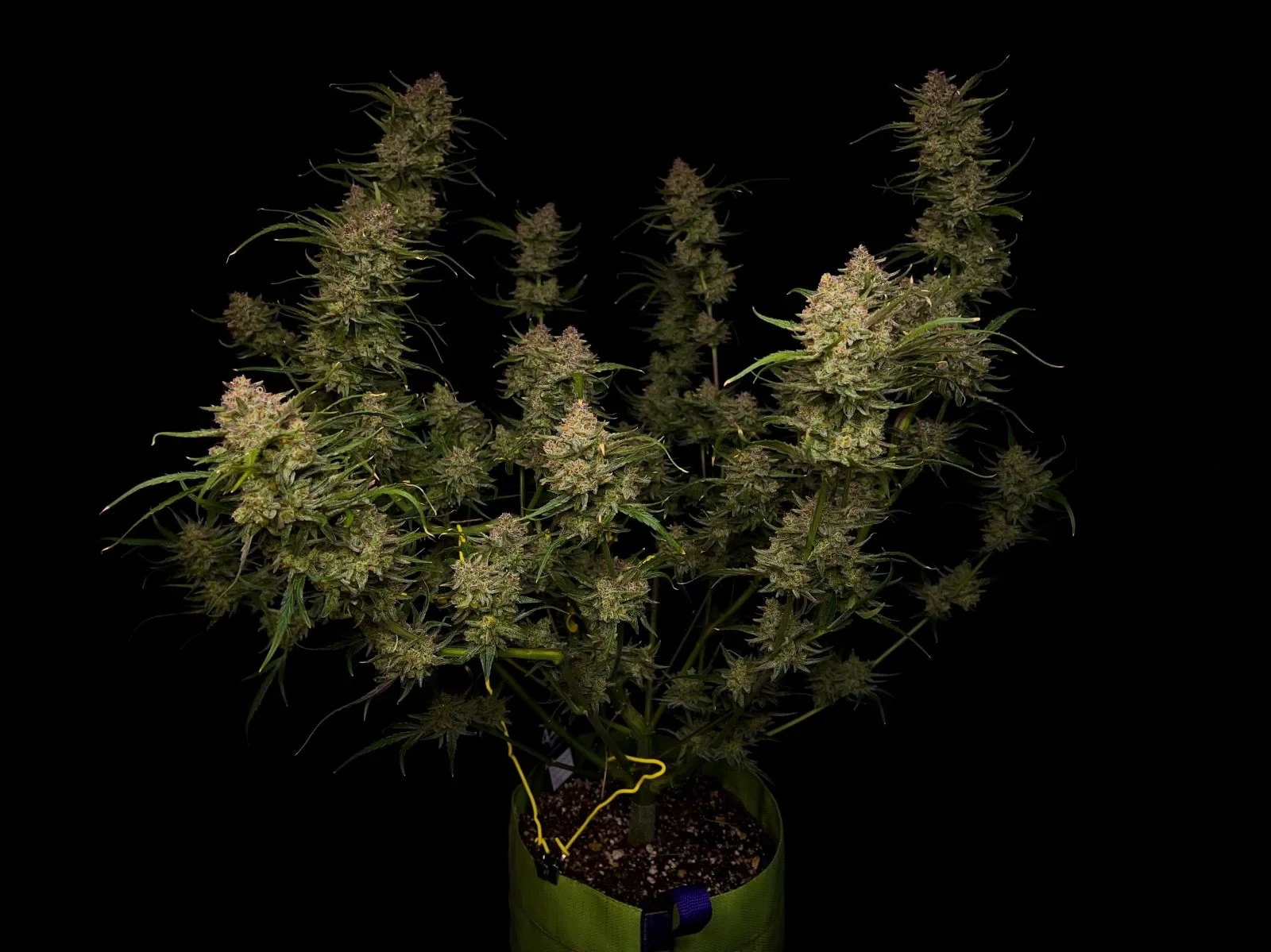 FastBuds - Guava Auto (auto/fem.)