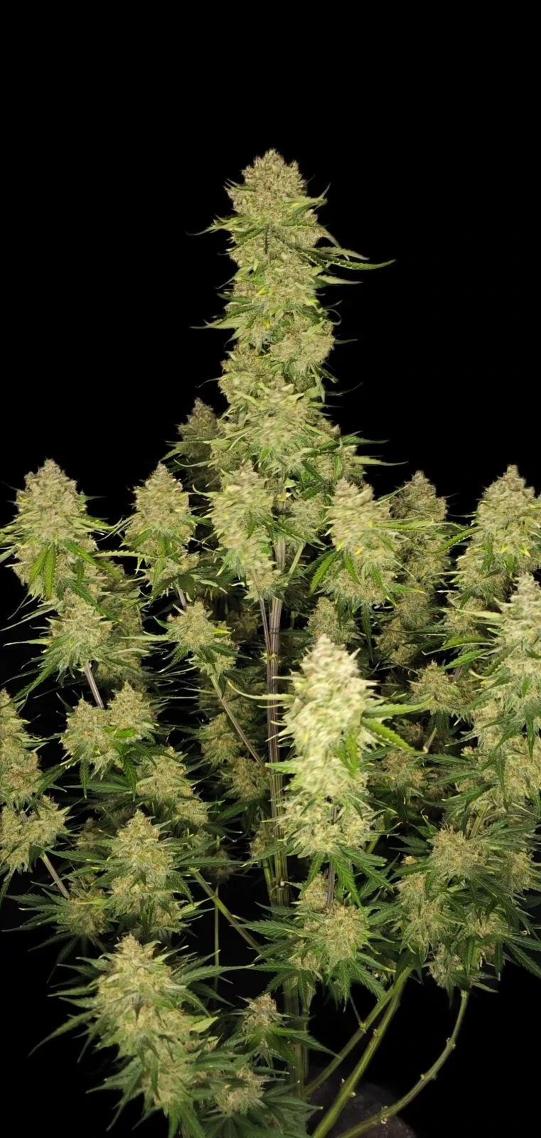 FastBuds - Guava Auto (auto/fem.)