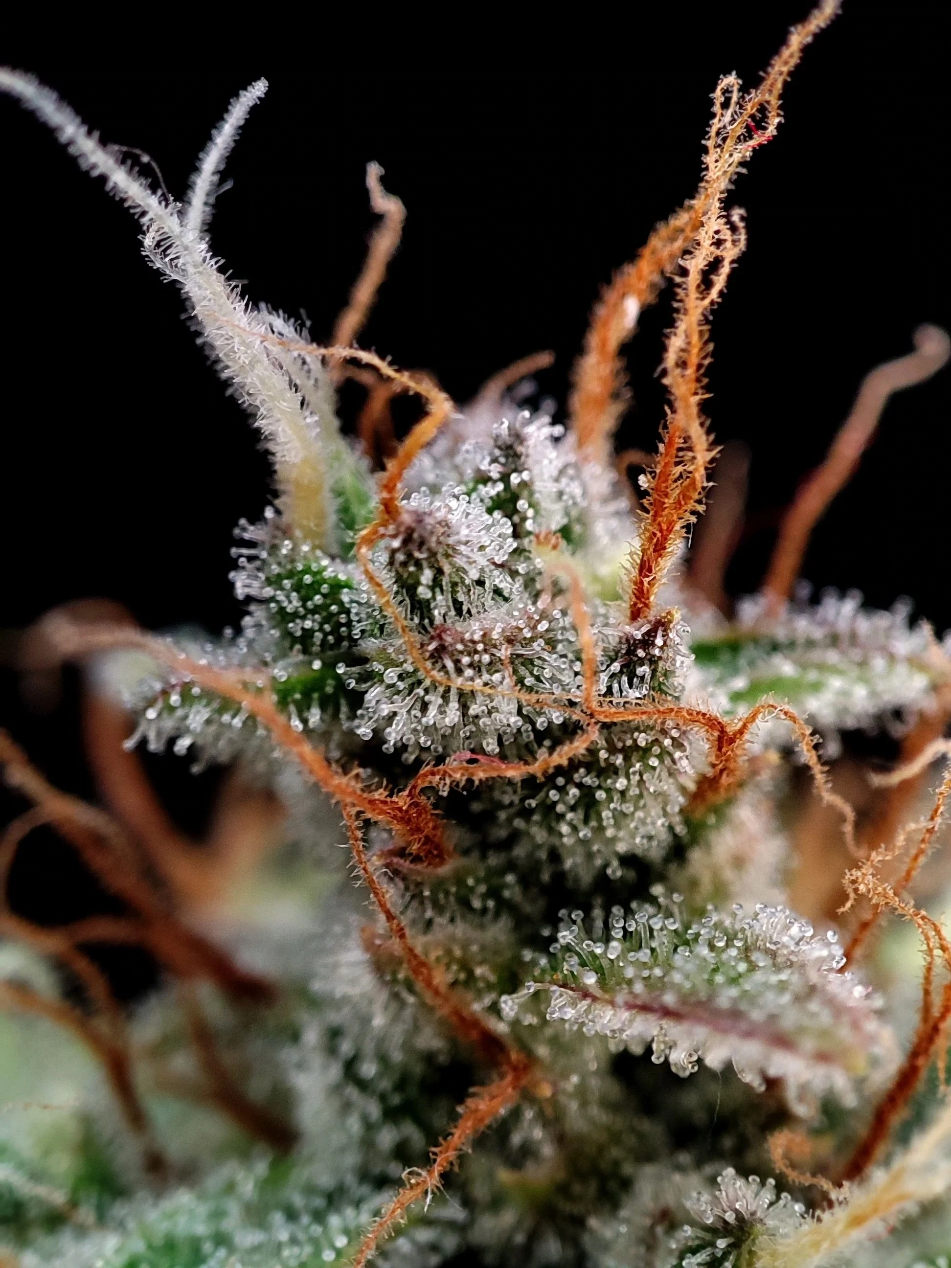 FastBuds - Guava Auto (auto/fem.)