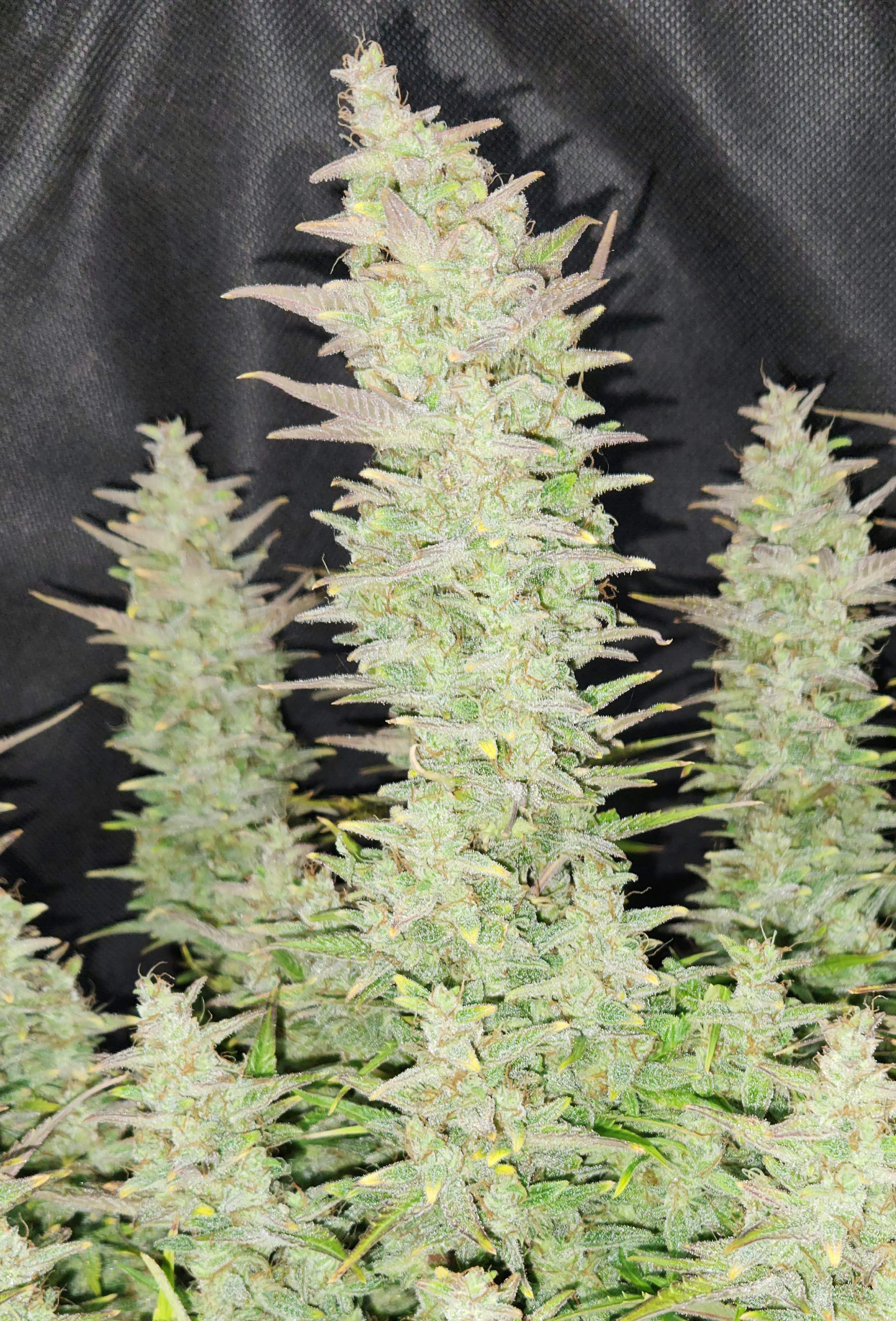 FastBuds - Guava Auto (auto/fem.)