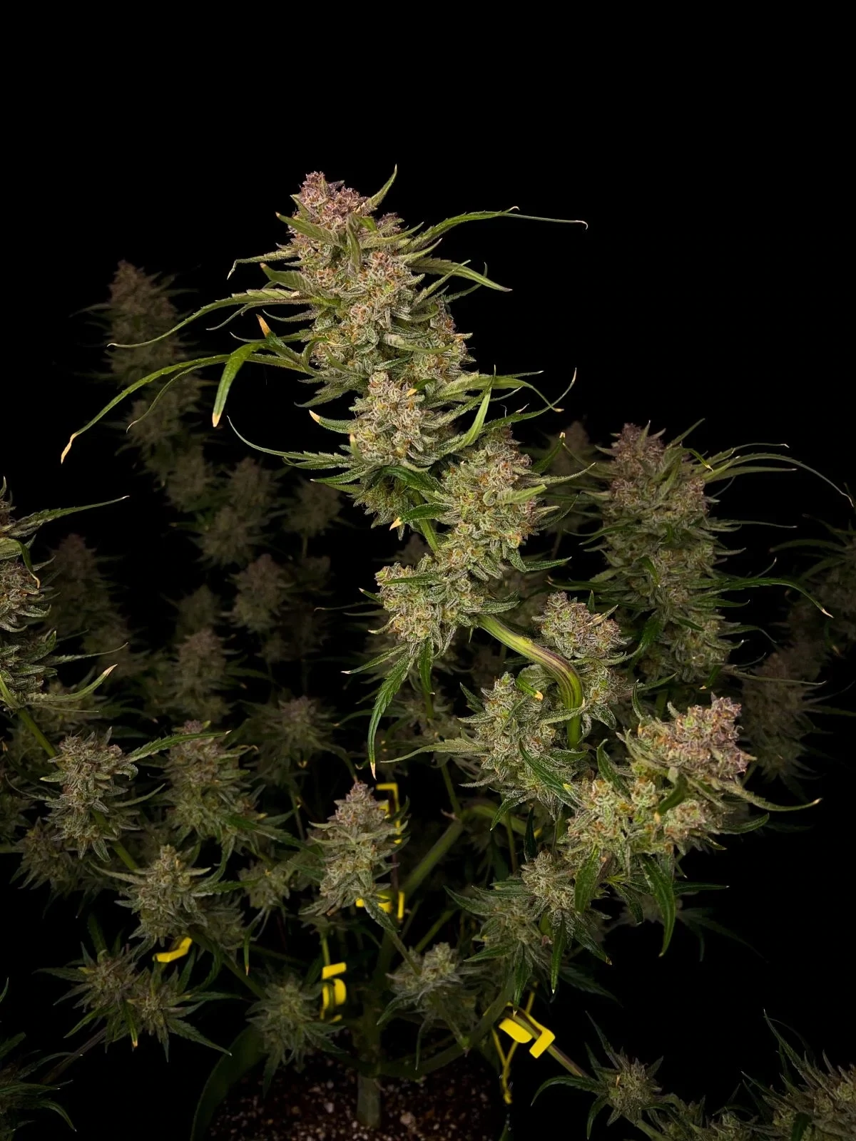 FastBuds - Guava Auto (auto/fem.)