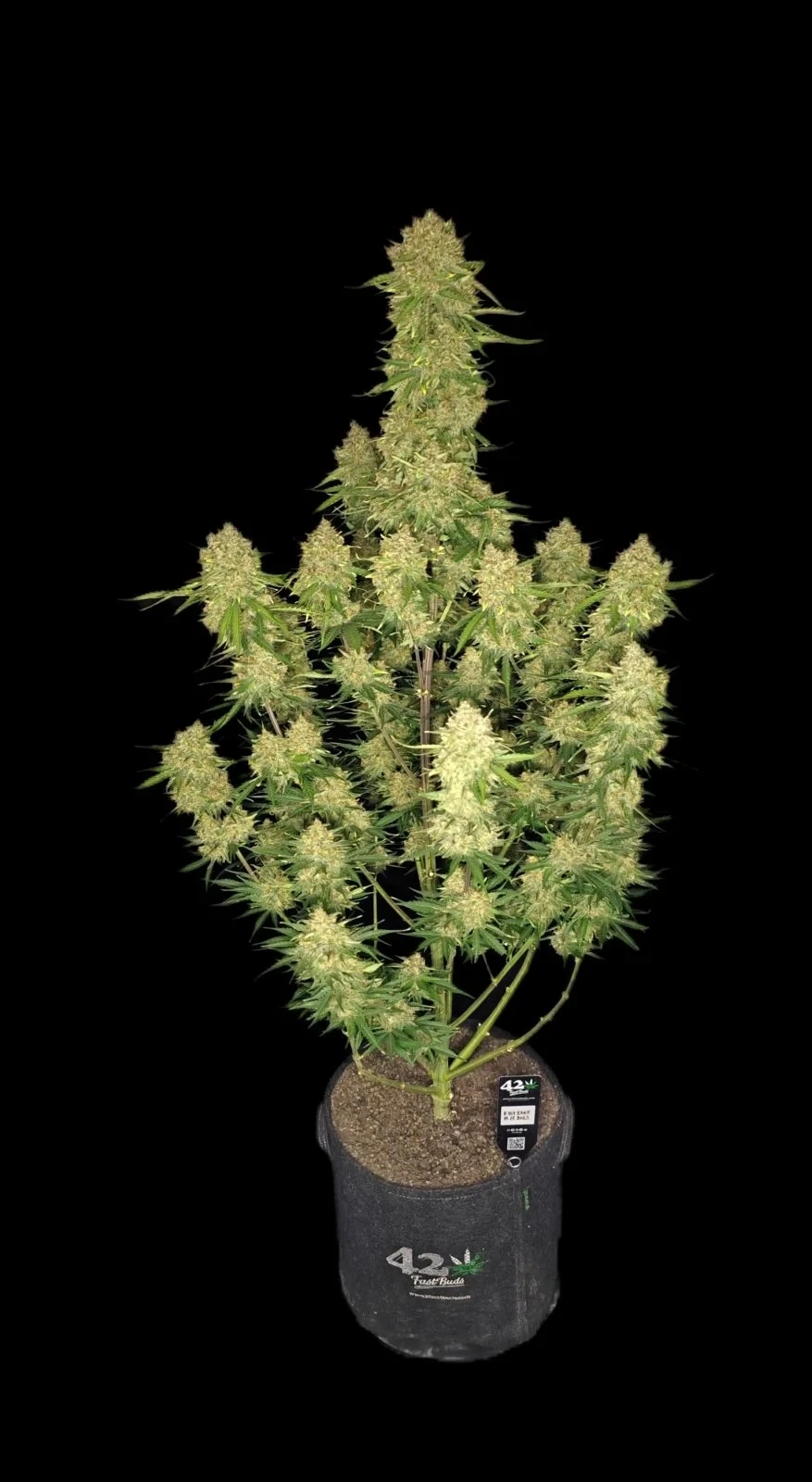 FastBuds - Guava Auto (auto/fem.)
