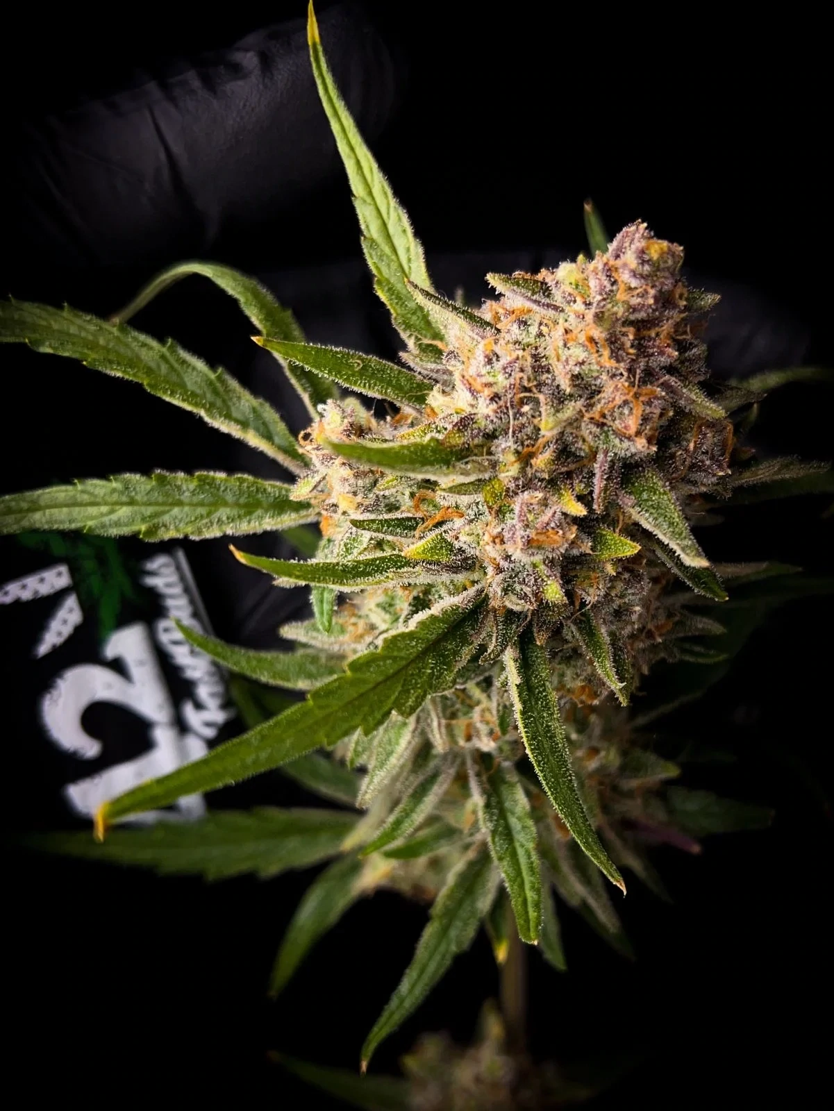 FastBuds - Guava Auto (auto/fem.)