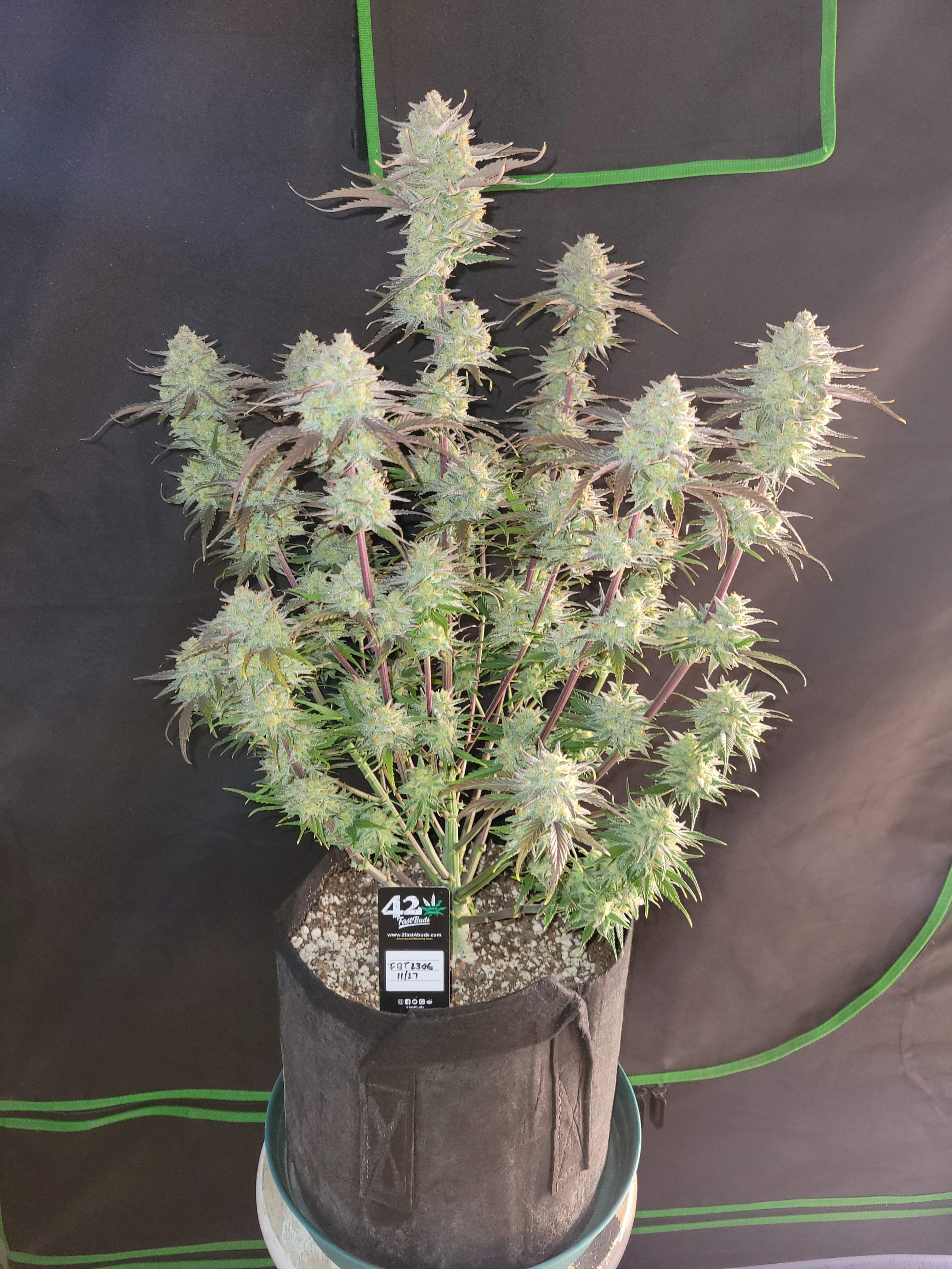 FastBuds - Apple Strudel Auto (auto/fem.)