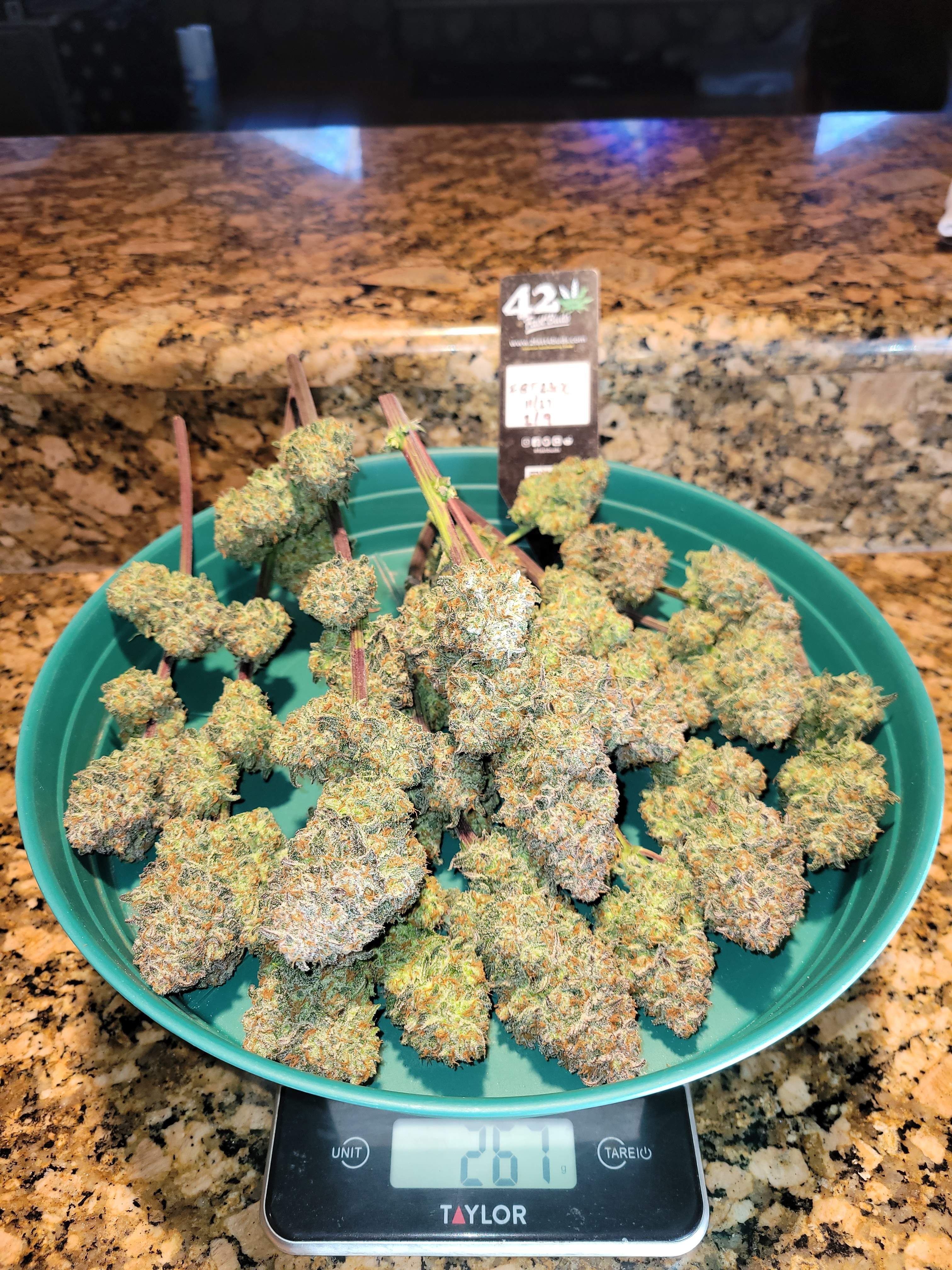 FastBuds - Apple Strudel Auto (auto/fem.)