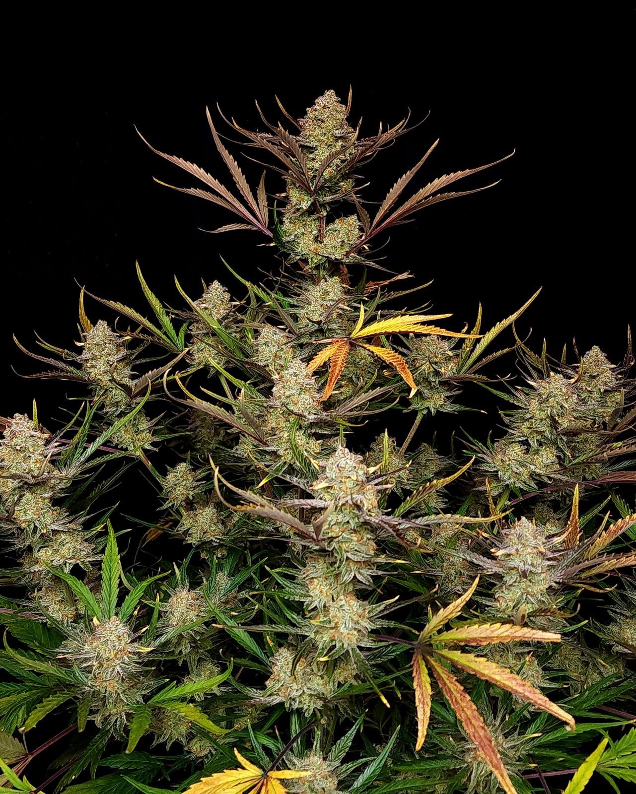 FastBuds - Apple Strudel Auto (auto/fem.)