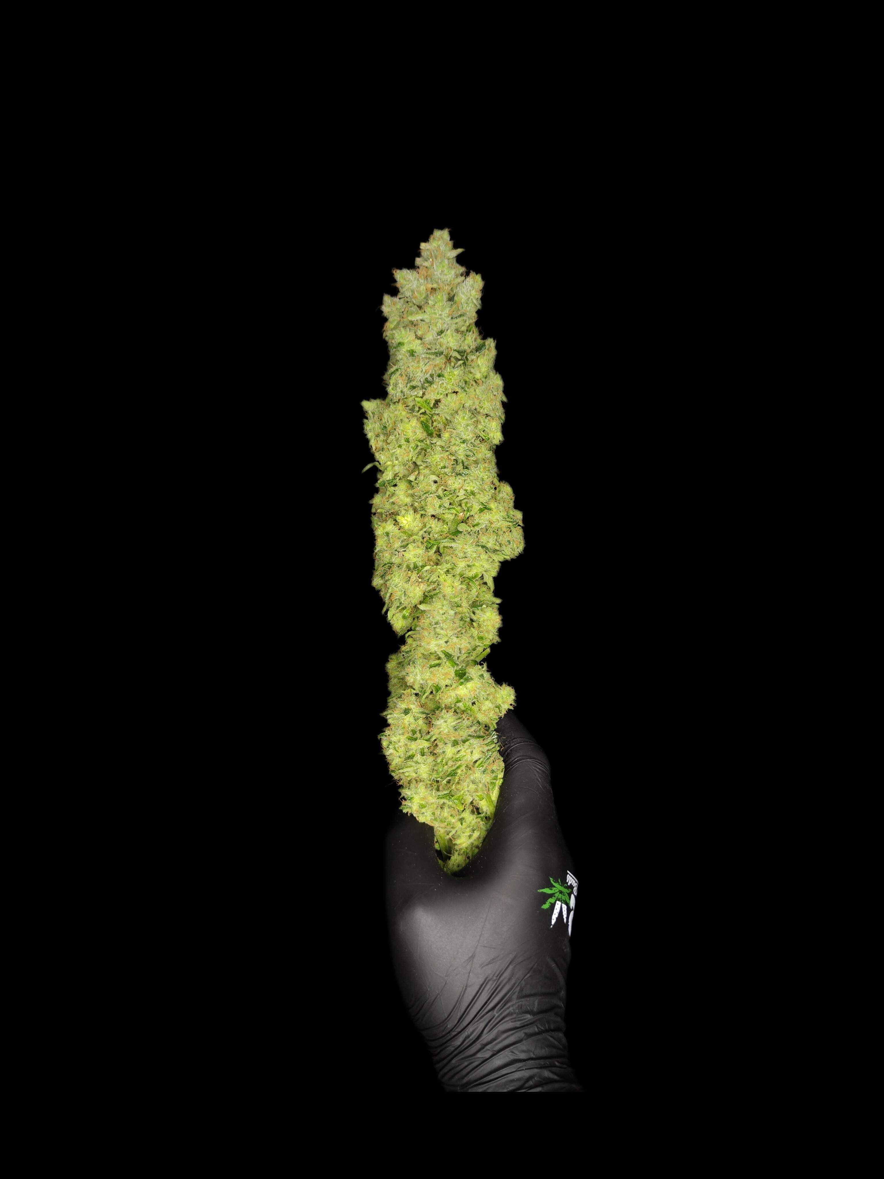 FastBuds - Apple Strudel Auto (auto/fem.)