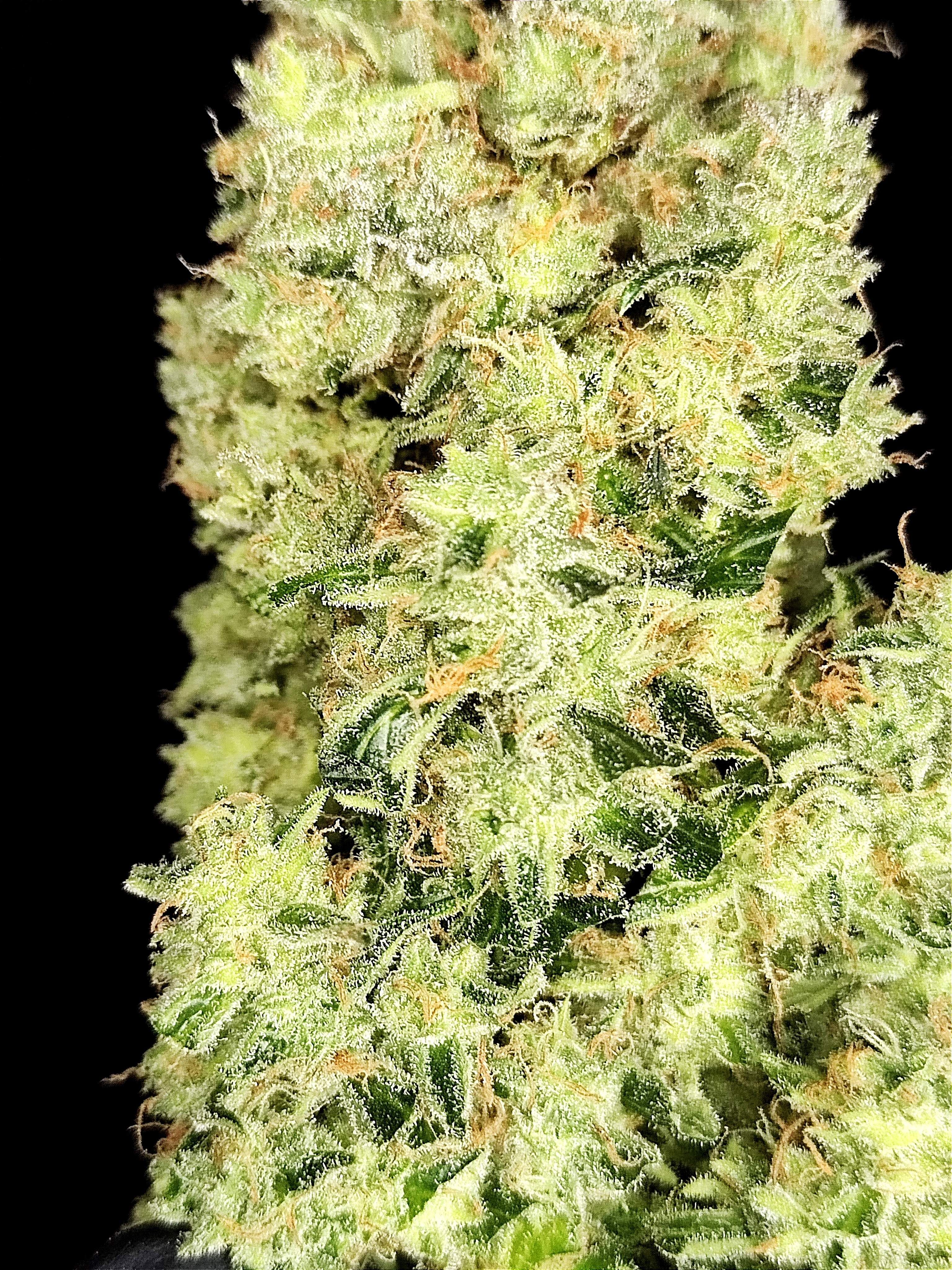 FastBuds - Apple Strudel Auto (auto/fem.)
