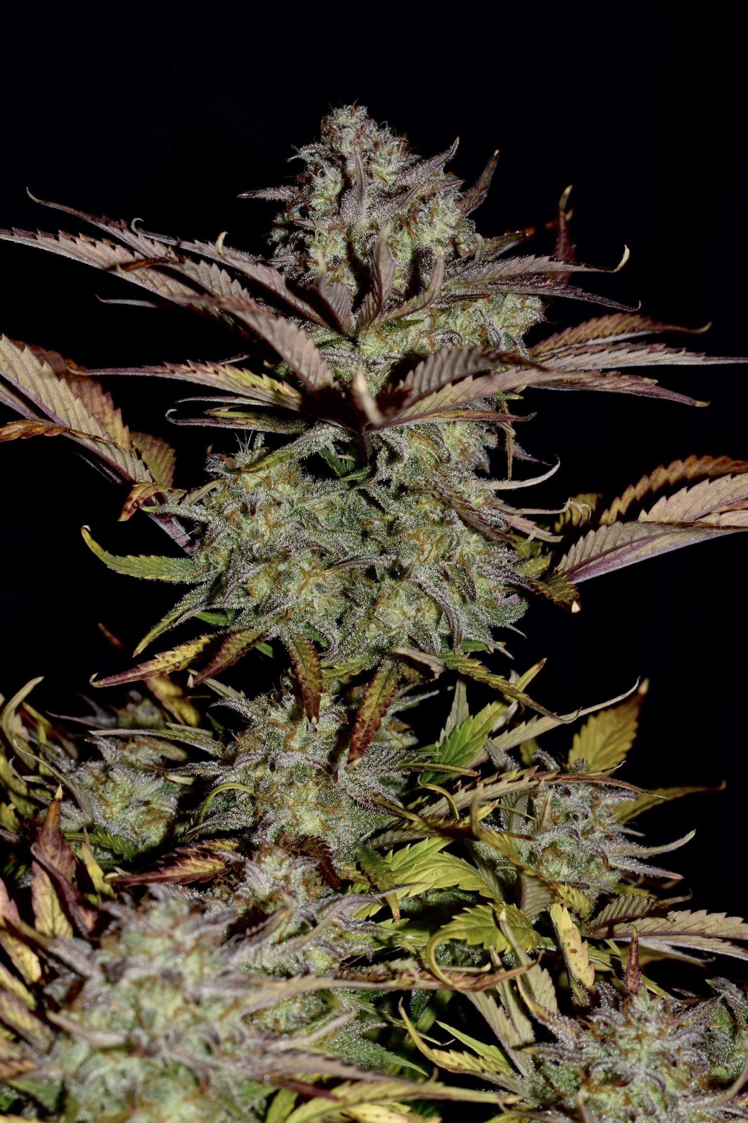 FastBuds - Apple Strudel Auto (auto/fem.)