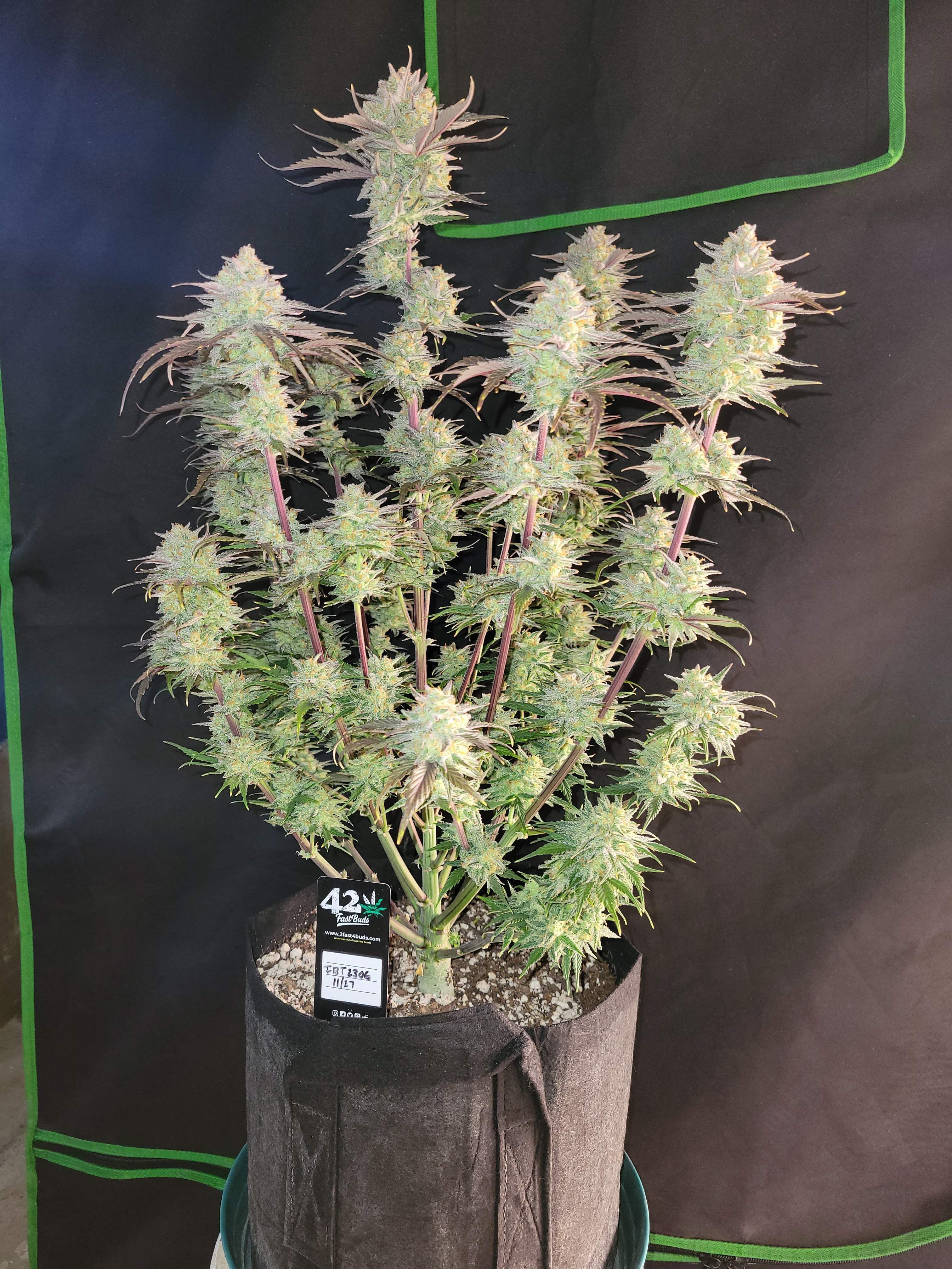 FastBuds - Apple Strudel Auto (auto/fem.)