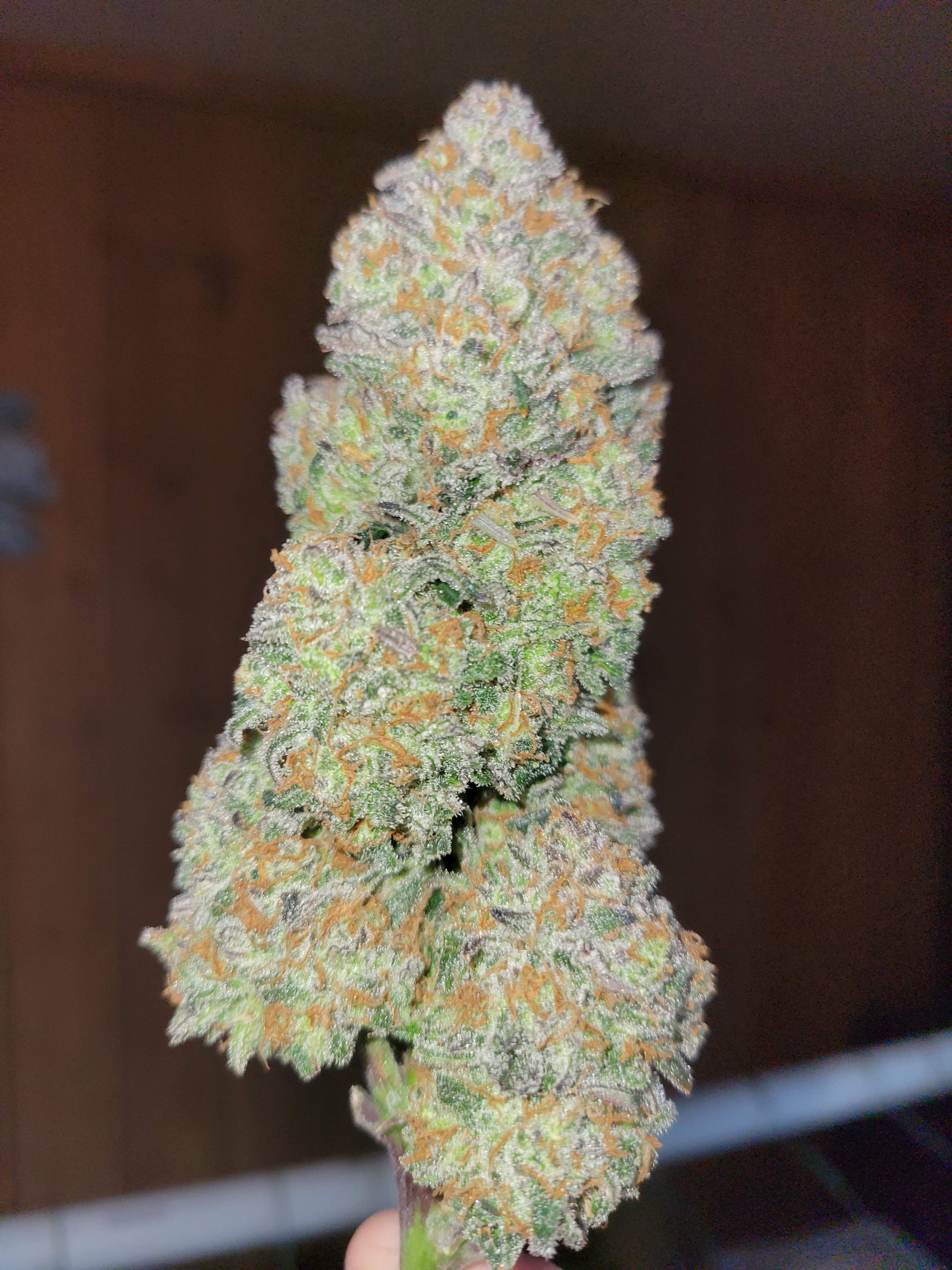 FastBuds - Apple Strudel Auto (auto/fem.)