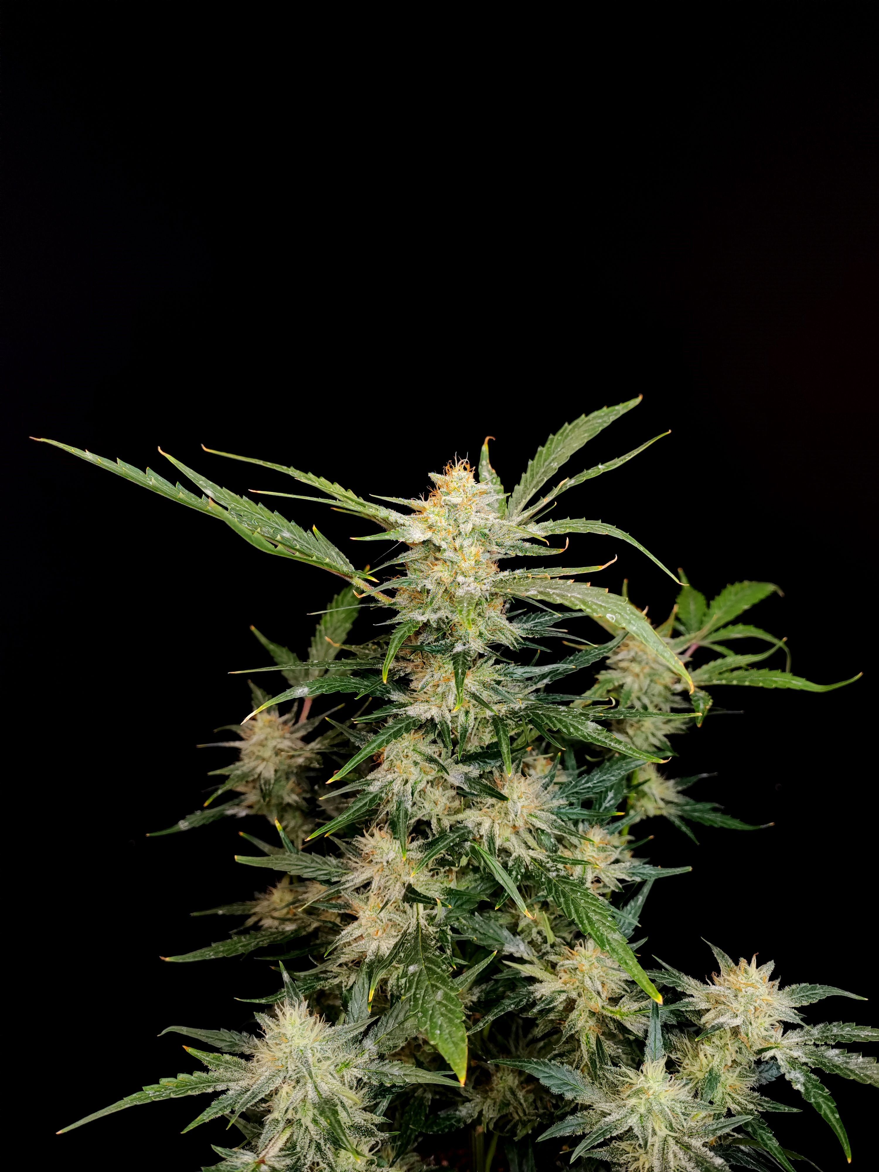 FastBuds - Apple Strudel Auto (auto/fem.)