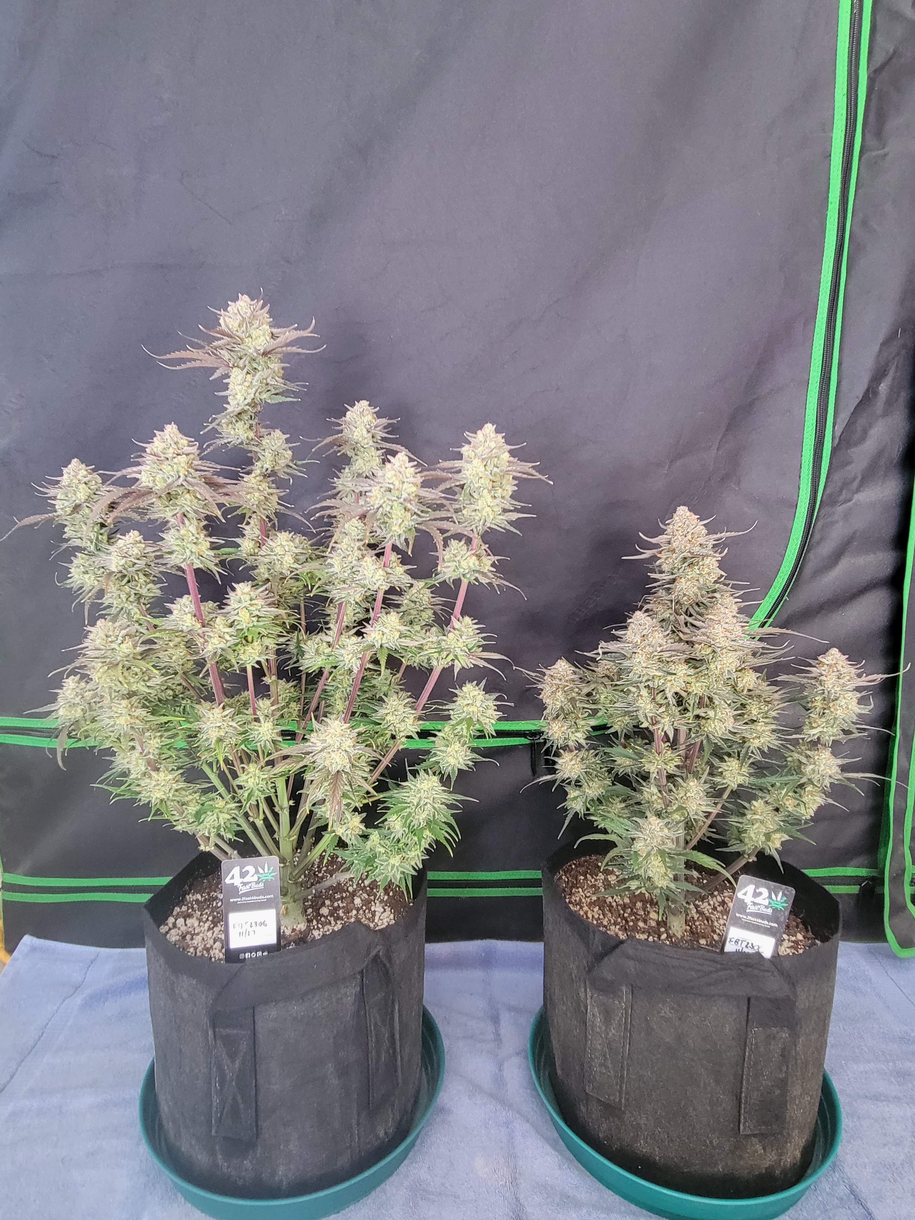 FastBuds - Apple Strudel Auto (auto/fem.)