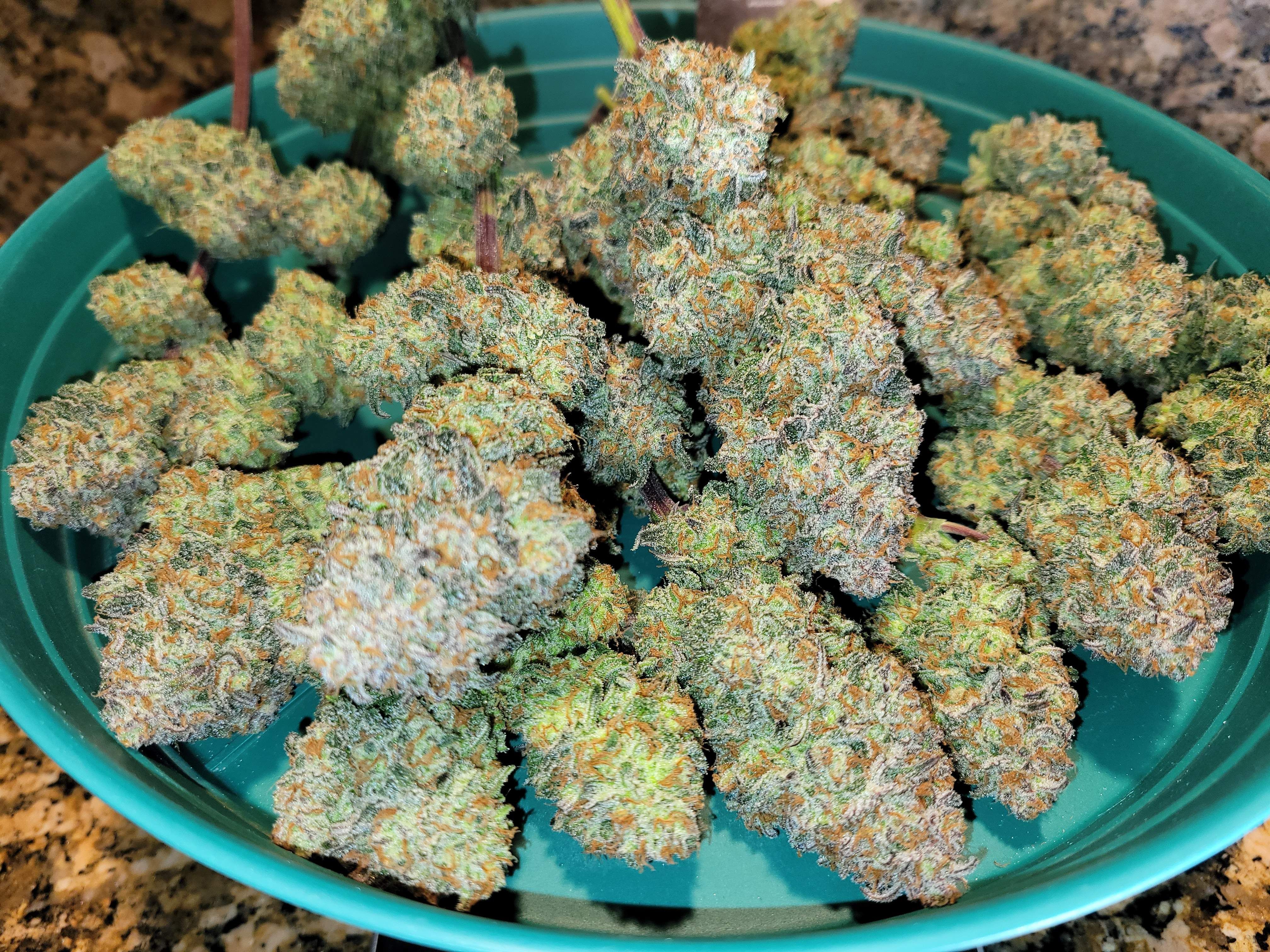 FastBuds - Apple Strudel Auto (auto/fem.)