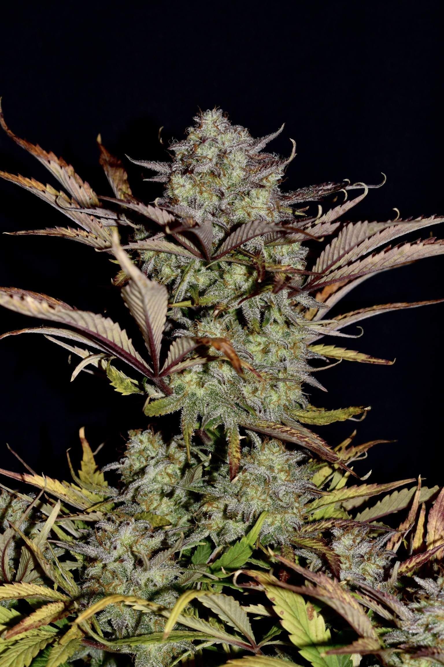 FastBuds - Apple Strudel Auto (auto/fem.)