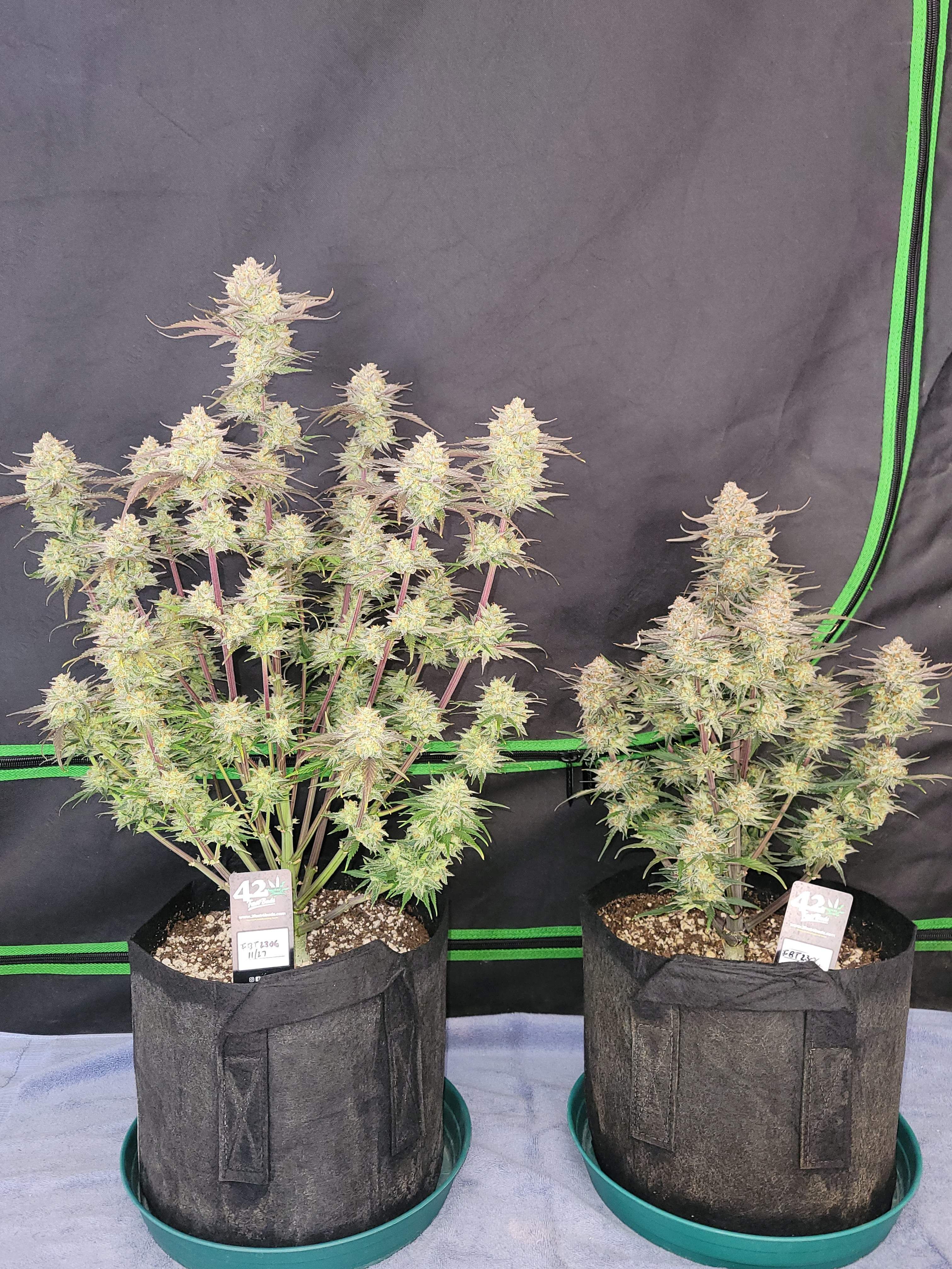 FastBuds - Apple Strudel Auto (auto/fem.)
